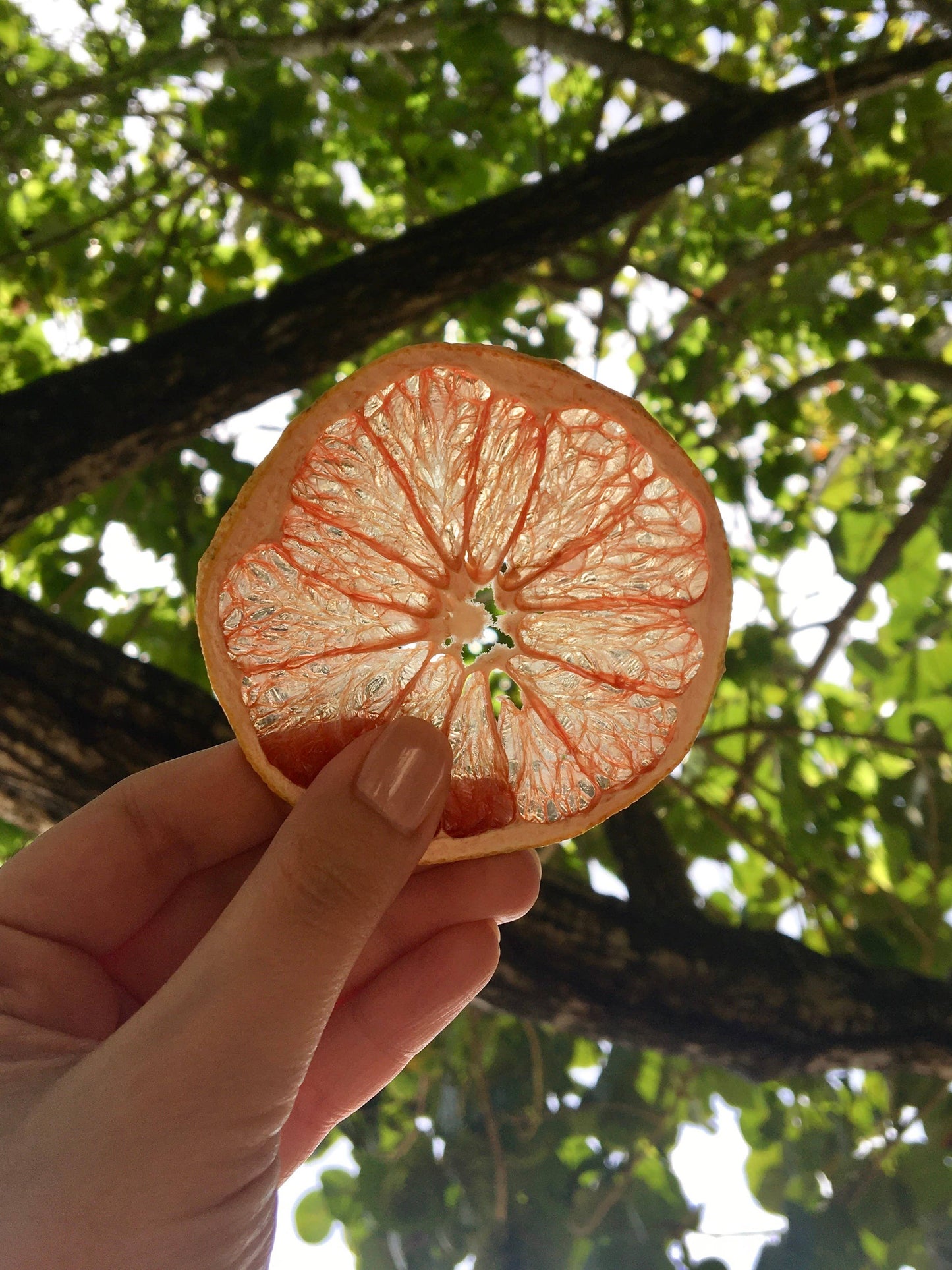 FreshDried Dried Grapefruit Wheels, Canada