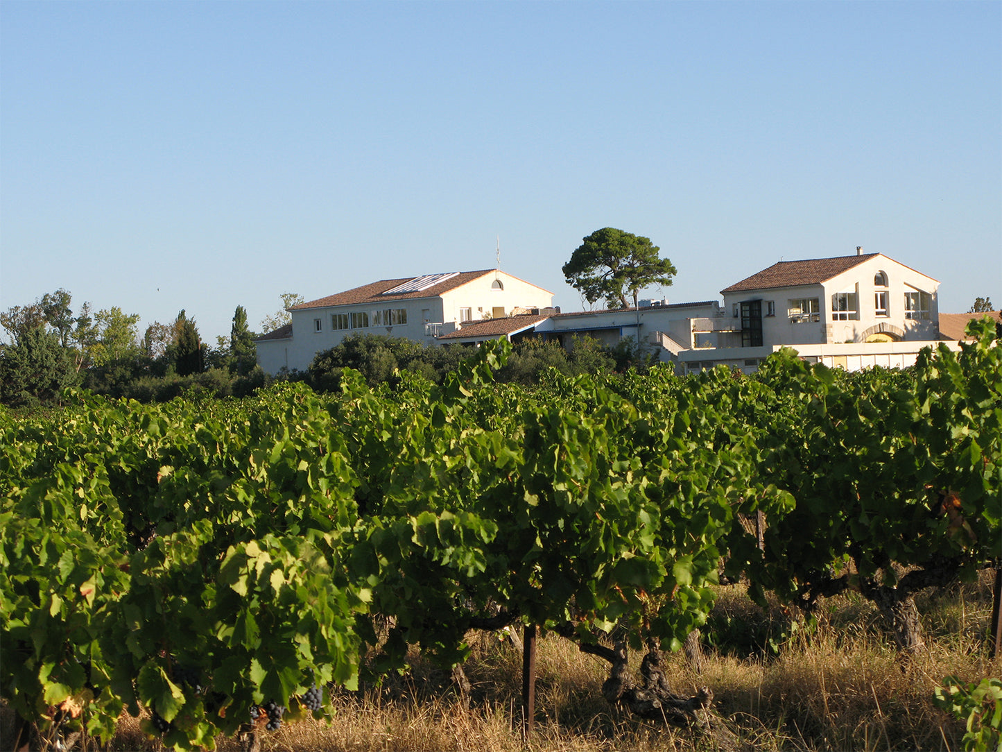 Domaine Felines Jourdan Picpoul de Pinet, Languedoc-Roussillon, France