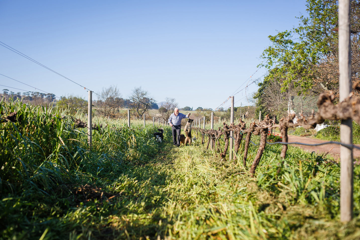 Ken Forrester 'Sparklehorse' Brut Methode Cap Classique, Stellenbosch, South Africa